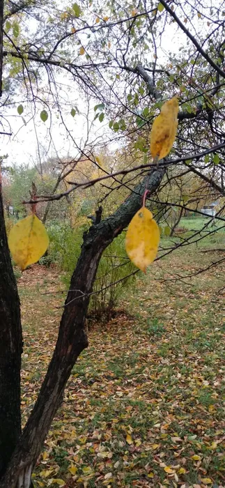 Осеняя пора